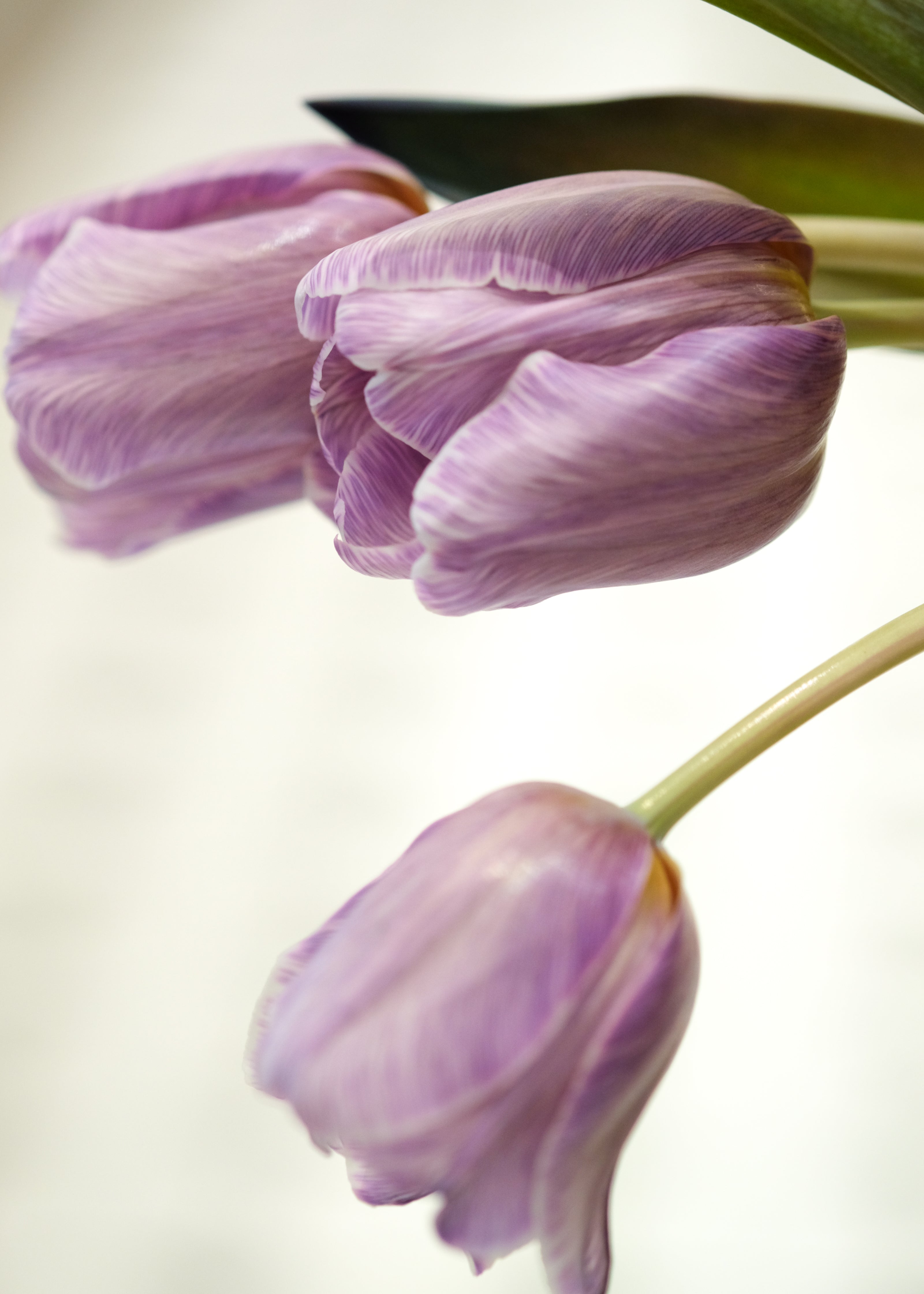 Tulip Bouquet