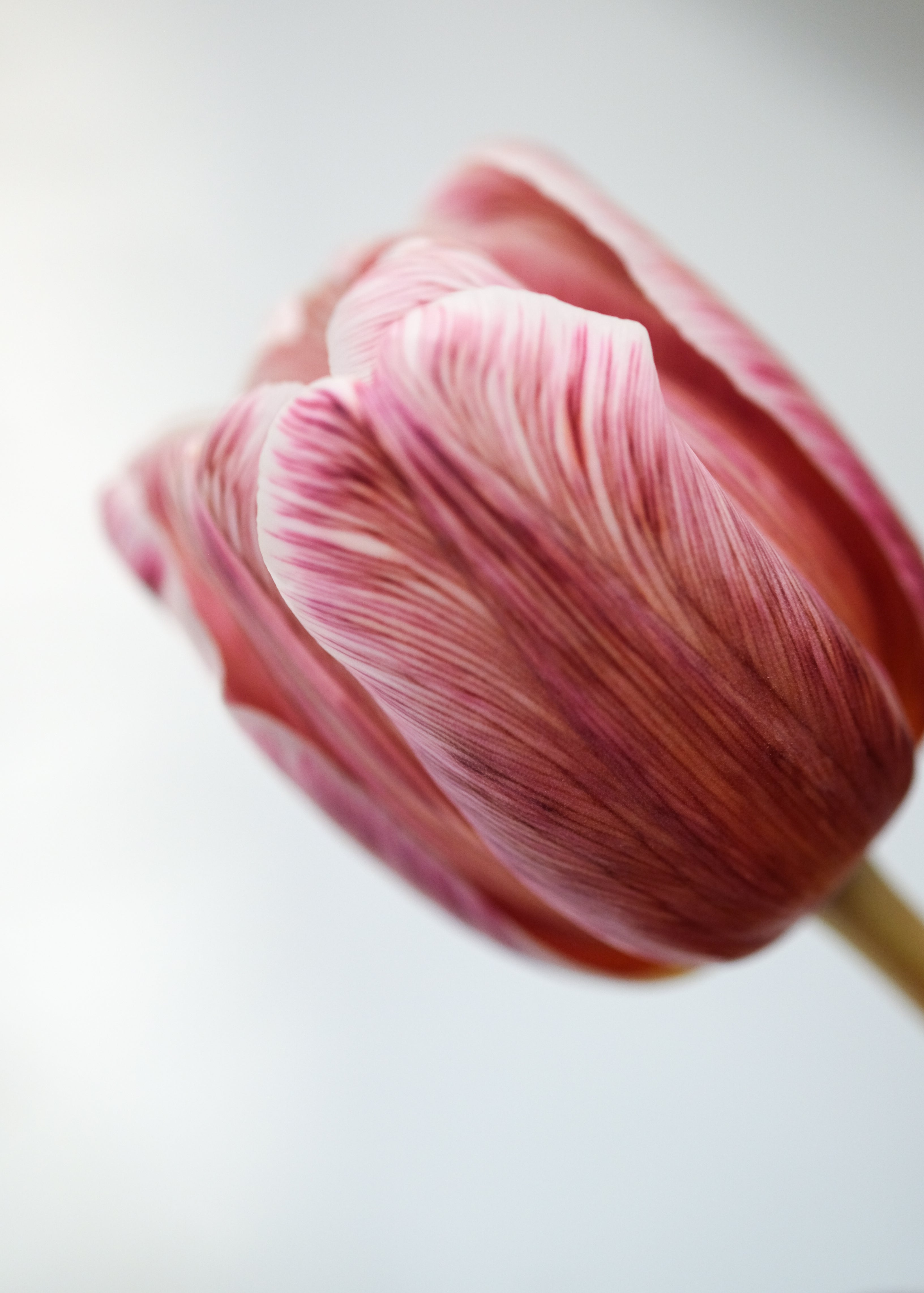 Tulip Bouquet