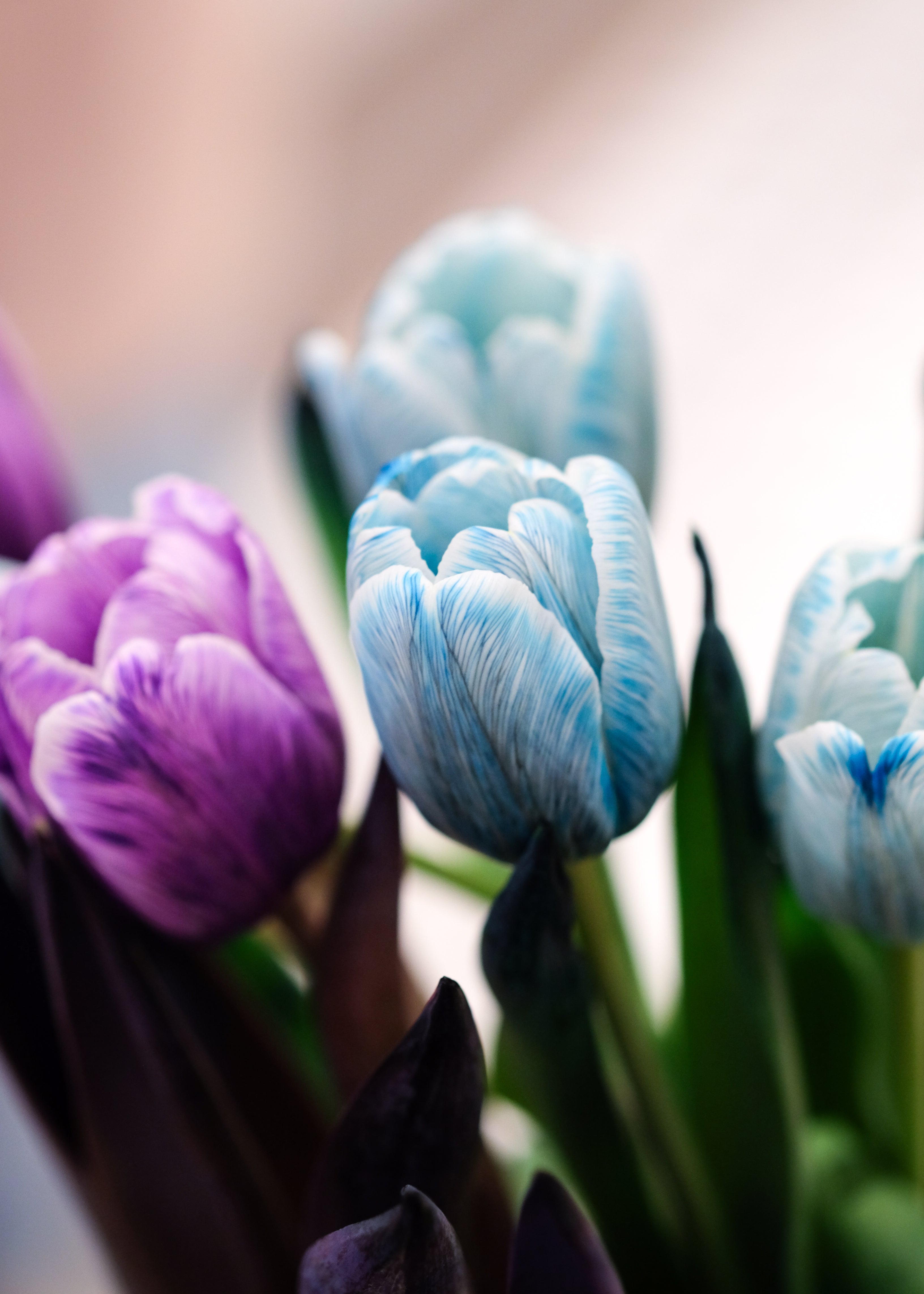 Tulip Bouquet